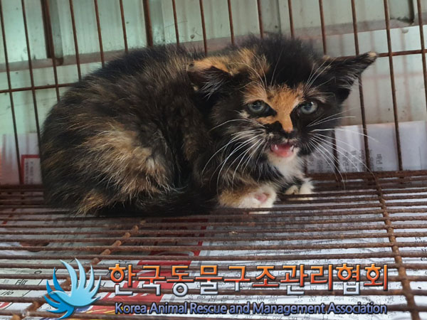 종료(입양) 한국 …